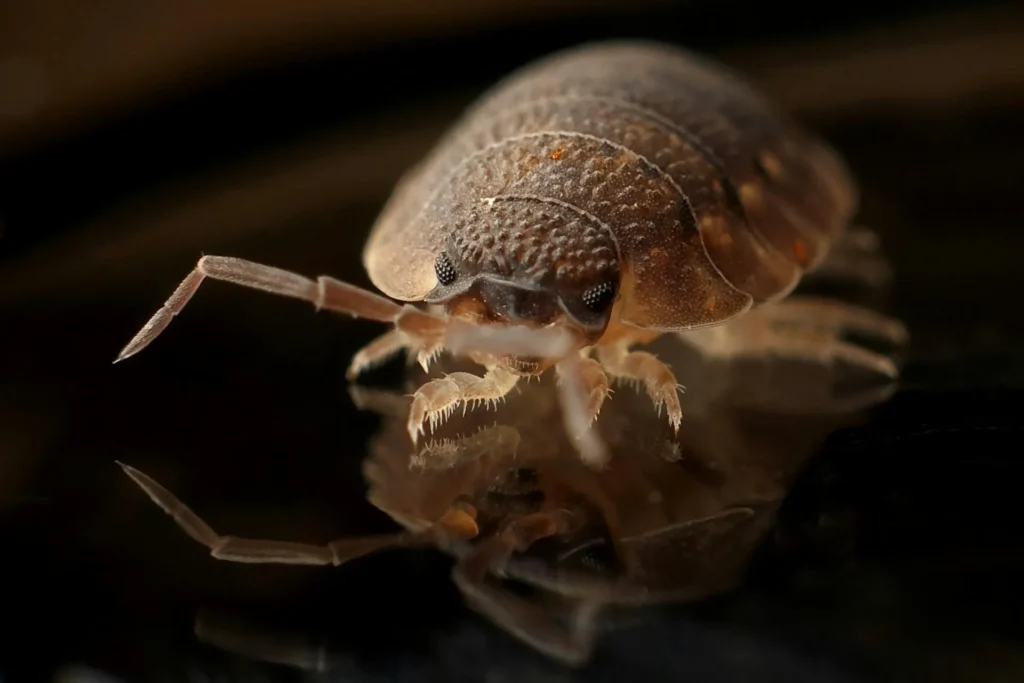 Bed-Bug-Treatment - Levittown Pest Control Pros | Levittown, NY | 516-588-6410